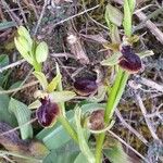 Ophrys sphegodes Květ