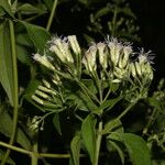 Chromolaena odorata Blatt