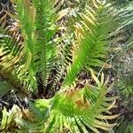 Blechnum tabulare Habit