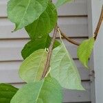 Celastrus orbiculatus Leaf