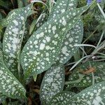 Pulmonaria saccharata ഇല