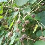 Abutilon grandifolium Fruit