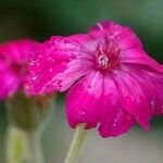 Silene coronaria Flower