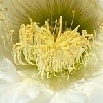 Echinopsis schickendantzii Flor