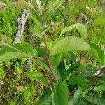 Terminalia prunioides Leaf