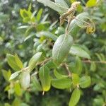 Quercus wislizeni Flower