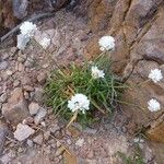 Armeria arenaria Elinympäristö