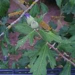 Hibiscus syriacus पत्ता