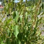 Aristotelia chilensis Blad