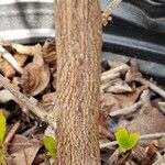 Clethra alnifolia Bark