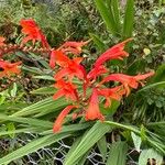 Crocosmia paniculata Flower