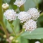 Ageratina riparia Květ