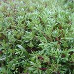 Saxifraga fragosoi Yaprak