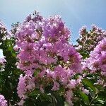 Lagerstroemia indica 花