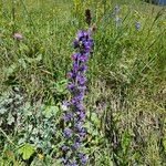 Echium vulgareFlower