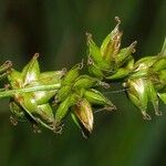 Carex pairae Fruitua