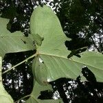 Anthurium subsignatum Leaf