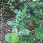 Commiphora glandulosa Folha