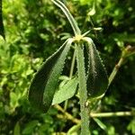 Rubia peregrina Lapas