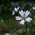 Rabelera holostea Blüte