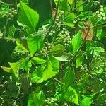 Ageratina adenophora Лист