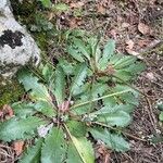 Taraxacum obovatum Blad