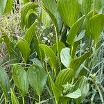 Sagittaria lancifolia Blad