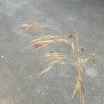 Bromus tectorum Fruit