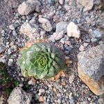 Draba jorullensis Blad