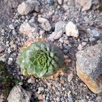 Draba jorullensis Leaf