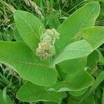 Asclepias latifolia ᱥᱟᱠᱟᱢ