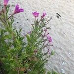 Epilobium hirsutumBloem