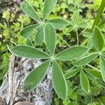 Lupinus texensis Ліст