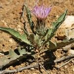 Klasea pinnatifida Flower