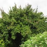 Cornus officinalis Hábito