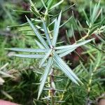 Juniperus oxycedrus Folla