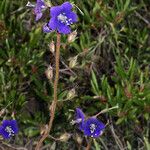 Phacelia parryi Hábito