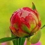 Paeonia lactiflora Virág