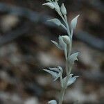 Cephalanthera austiniae Flower