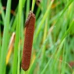 Typha angustifolia Ліст