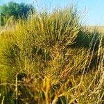 Ephedra foeminea Leaf
