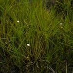 Utricularia pubescens Hàbitat