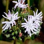 Elephantopus elatus Flor