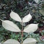 Anthonotha macrophylla Leaf
