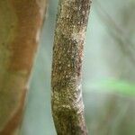 Mussaenda arcuata Bark