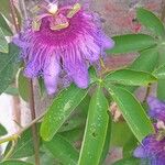 Passiflora cincinnata Cvet