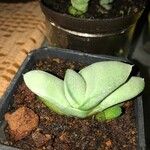 Pleiospilos simulans Hoja