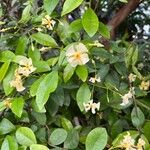 Trachelospermum asiaticum Flors