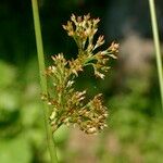 Juncus effusus Plod