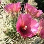 Cylindropuntia imbricata Žiedas